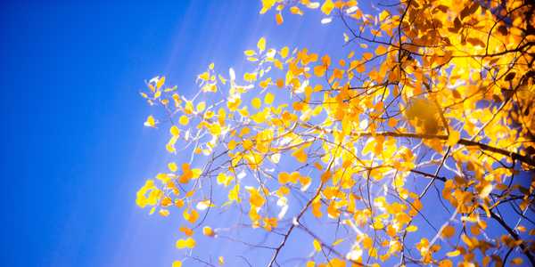 Service Image: (Case Study) Enhanced billing capability within public sector organisation